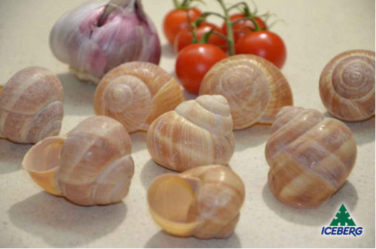 LUMACHE GUSCI                      4X50PZ  SG