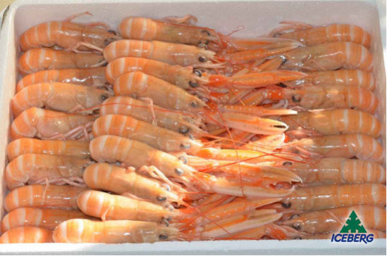 SCAMPI SCOZIA LAESO P.P. 16/20     4X1,35KGCG