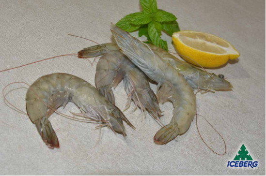 MAZZANCOLLE TROP. EC. P.P. 20/30   6X2KG   CG