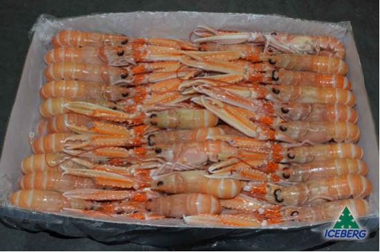 SCAMPI IRLANDA 16/20 P.N.          3X3KG   CG