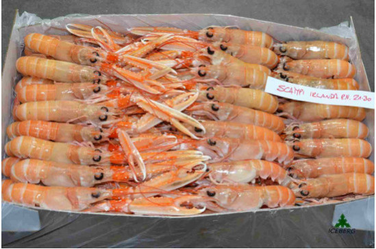 SCAMPI IRLANDA 21/30 P.N.          3X3KG   CG