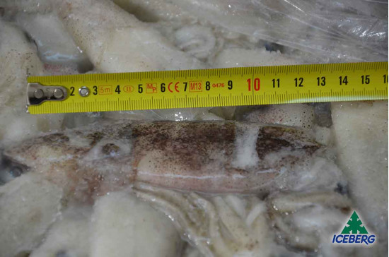 CALAMARO DEL PACIFICO 10/15 (USA) 1X10KG CG