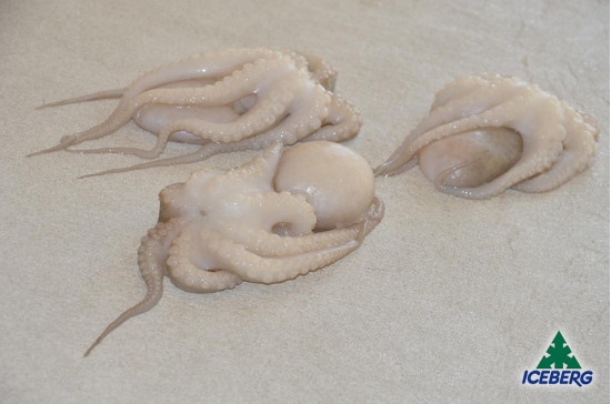 POLPO OCEANICO 10/20 IQF 6X1KG CG