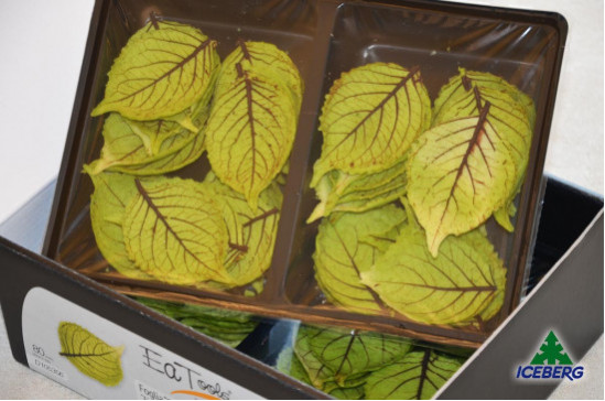 FOGLIA FINGER PRIMAVERILE          1X80PZ  FR