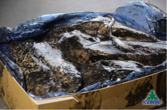 SEPPIE NERE 500/1000               1X5KG   CG