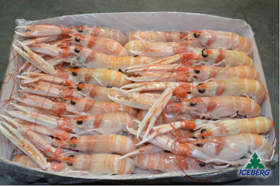 SCAMPI IRLANDA 11/15 P.N.          3X3KG   CG