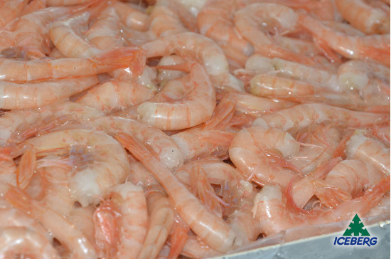 CODE GAMBERO ROSA M                8X1KG   CG