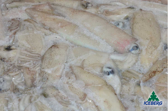 CALAMARO DEL PACIFICO 10/15 (USA) 1X10KG CG