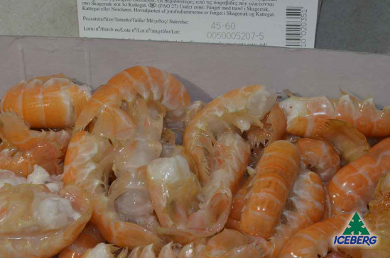 CODE SCAMPI C/G LAESO 45/60 2X800GR+CG