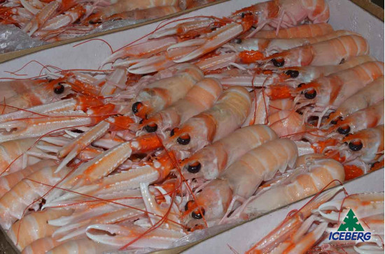 SCAMPI IRLANDA 16/20 PORCUP. P.N. 3X3KG CG