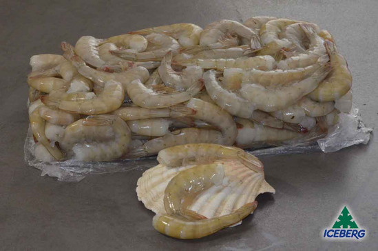 CODE MAZZ.LE TROP.EC. P.P. 36/40 S.2X2KG +CG