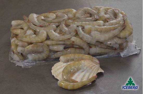 CODE MAZZ.LE TROP.EC. P.P. 36/40 S.6X2KG CG