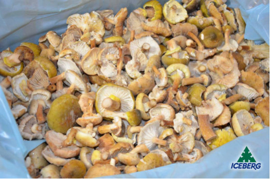 FUNGHI CHIODINI B. SCOTTATI        1X3KG   SG