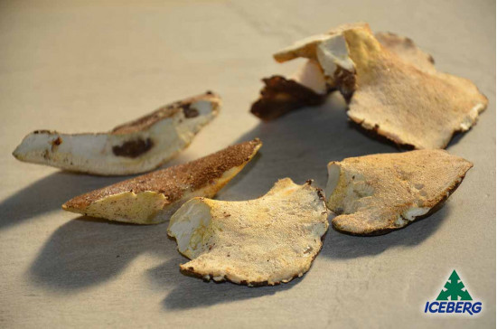FUNGHI BARBONI E. 5X1KG CG