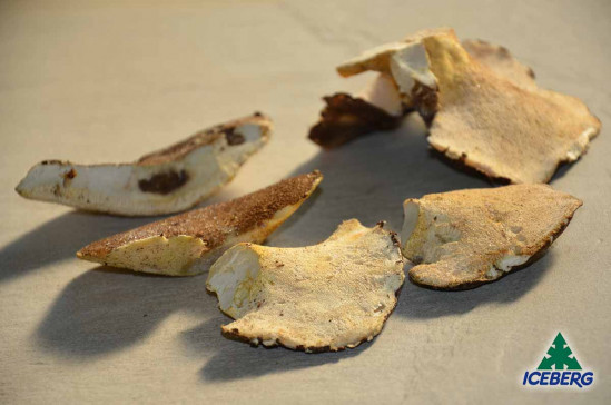 FUNGHI BARBONI E. 5X1KG CG