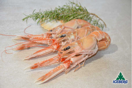 SCAMPI IRLANDA 16/20 F. P.N.       3X3KG   CG