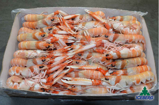 SCAMPI IRLANDA 21/30 F. P.N        3X3KG   CG