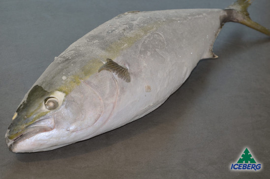 RICCIOLA DEL PACIFICO 3/5 KG P.V. 1X25KG CG