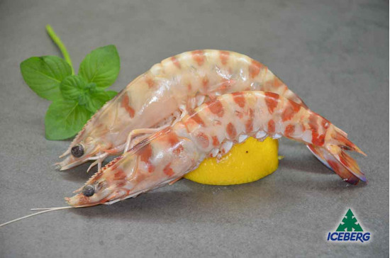 MAZZANCOLLE TUNISIA A (21/30)      12X800GRCG