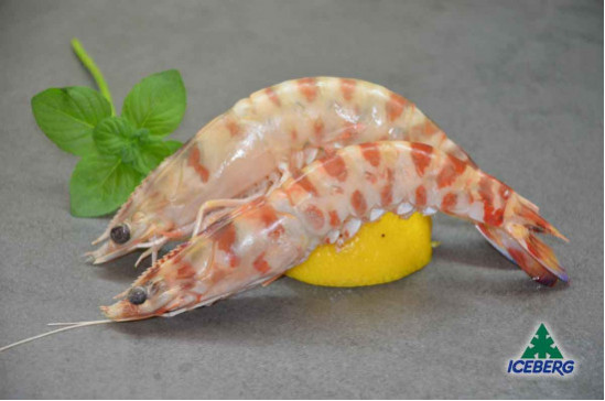 MAZZANCOLLE TUNISIA A (21/30)      12X800GRCG