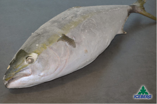 RICCIOLA DEL PACIFICO 3/5 KG P.V.  1X25KG  CG