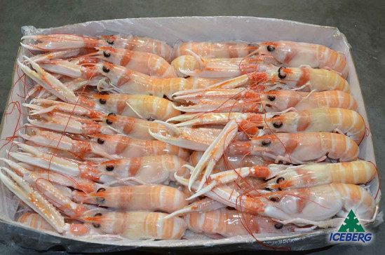 SCAMPI IRLANDA 11/15 P.N. 1X3KG +CG