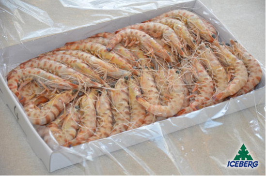 MAZZANCOLLE TUNISIA BORDO 40/50    2X1KG  +CG