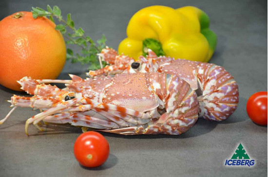 ARAGOSTE INDOPACIF. 300/500 FRIP. 8X1,5KG CG