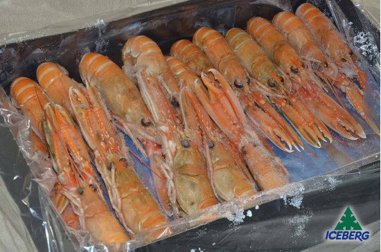 SCAMPI SASHIMI 11/15 IQF 1X3KG CG