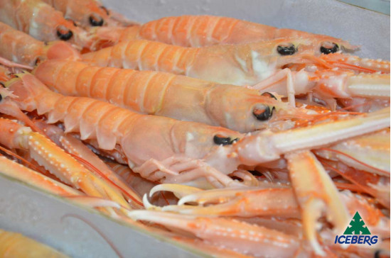 SCAMPI IRLANDA 16/20 C.B. S. 6X2KG CG