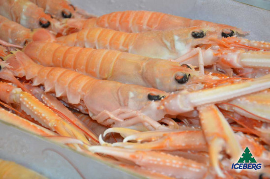 SCAMPI IRLANDA 16/20 C.B. S. 6X2KG CG