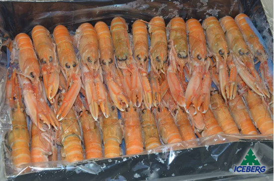 SCAMPI SASHIMI 16/20 IQF FEMMINA 1X3KG CG
