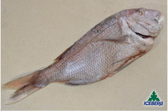 PAGRO INDOPACIFICO N.Z. EVISC.1/2  1X2PZ   CG