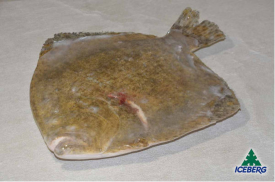 ROMBO CHIODATO DEKKER 800/1000 P.P.1X8KG   CG