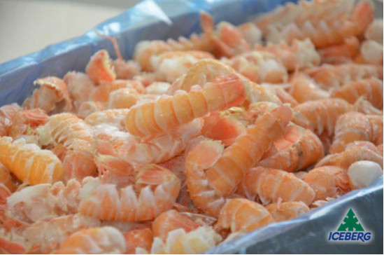 CODE SCAMPI C/G 41/50 C/BORDO      1X4KG  +CG