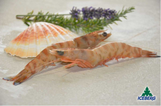 MAZZANCOLLE OCEAN.TUNISIA B. 30/40 12X1KG  CG