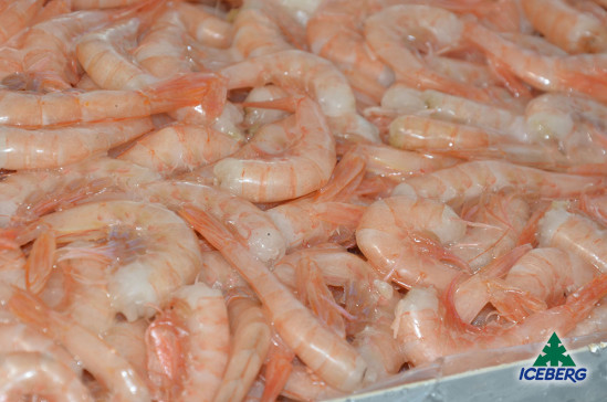 CODE GAMBERO ROSA M 8X1KG CG