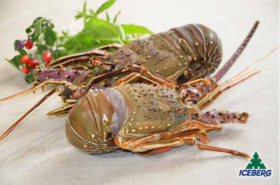 ARAGOSTE REALI CRUDE MAR.300/400 IWP 1X8KG CG