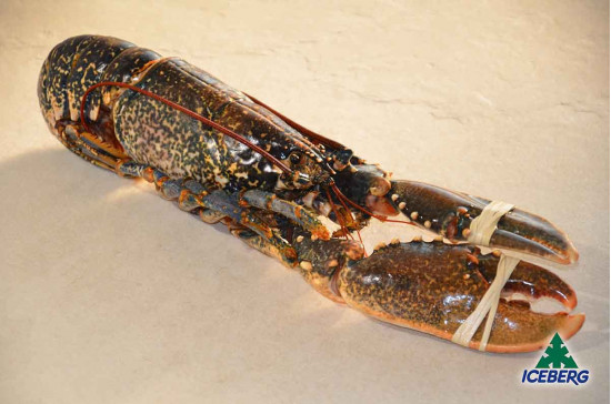 ASTICE BLU CRUDO 400/600 GR IWP    1X8KG   CG