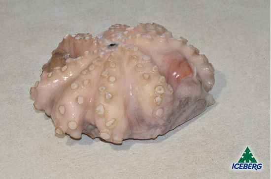 POLPO MAROCCO T6 0,8/1,2KG P.V. IQF1X5KG   CG