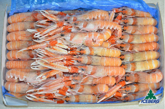 SCAMPI IRLANDA 16/20 PORCUP. P.N. 1X3KG +CG