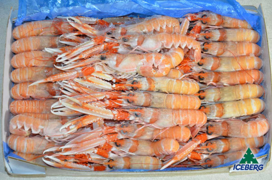 SCAMPI IRLANDA 16/20 PORCUP. P.N. 1X3KG +CG