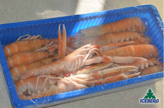 SCAMPI SCOZIA LAESO 13/16 6X750GR CG