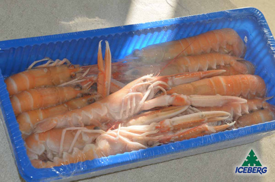 SCAMPI SCOZIA LAESO 13/16 6X750GR CG
