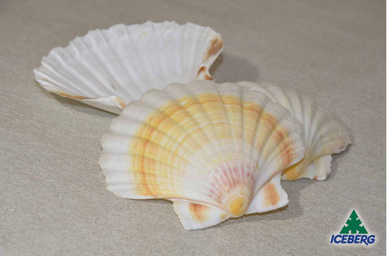 CAPPESANTE ATLANT. GUSCI 1X50PZ +CG