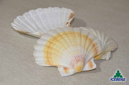 CAPPESANTE ATLANT. GUSCI 1X50PZ +CG