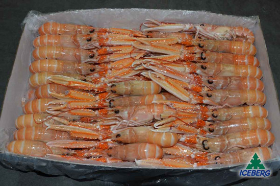 SCAMPI IRLANDA 16/20 P.N. 3X3KG CG