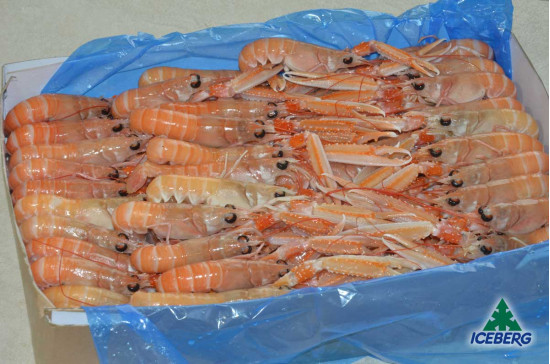 SCAMPI IRLANDA 21/30 P.N. 1X3KG +CG