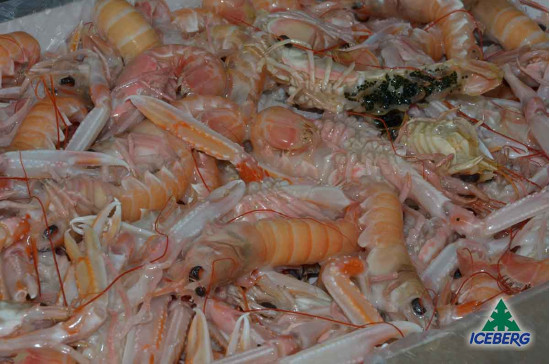 SCAMPI IRLANDA 31/40 P.N. 1X3KG +CG