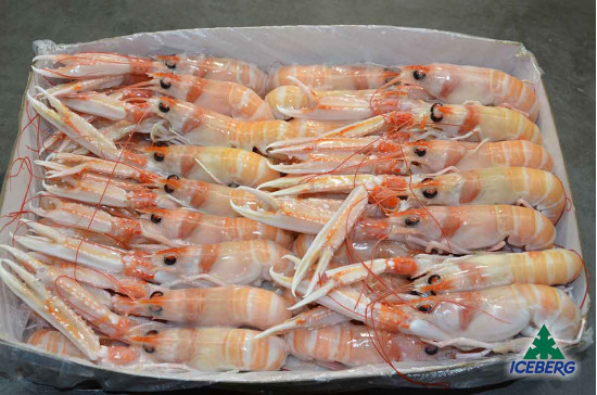 SCAMPI IRLANDA 11/15 P.N. 3X3KG CG
